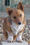 Australian Cattle Dog